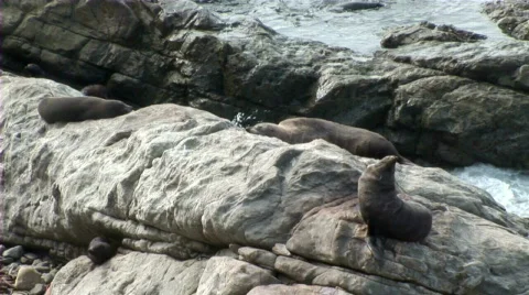 Seals relaxing Stock Footage 659938