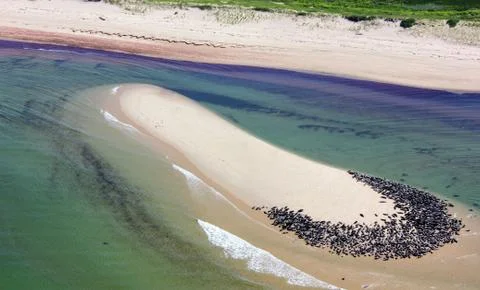 Seals rest on Cape Cod, View from airplane 스톡 사진