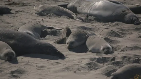 Seals resting and throwing sand on beach Video stock 78772527