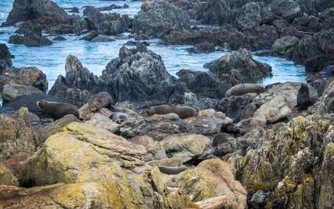 Seals Resting Area Stock Photos