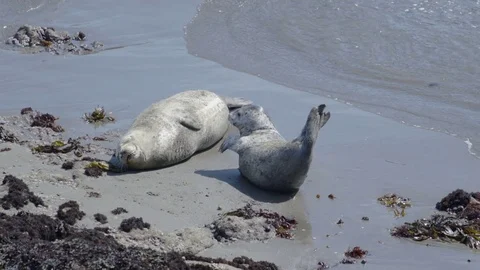 Seals Resting on the Beach 스톡 동영상 85456305