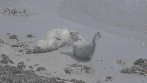 Seals Resting on the Beach - Log Stockbeeldmateriaal 85456273