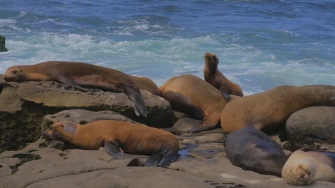 Seals resting behind Ocean Waves at La Jolla Cove, CA Stock Footage 125090683