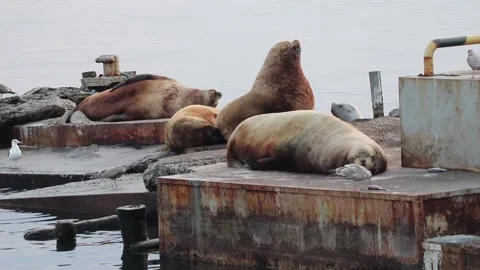 Seals resting on the dock Stock Footage 142611578