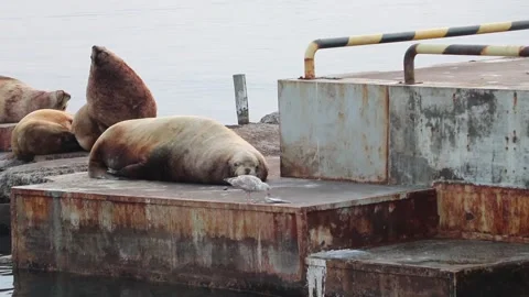 Seals resting on the dock Stock Footage 142611584
