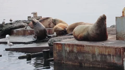 Seals resting on the dock Stock Footage 142611586