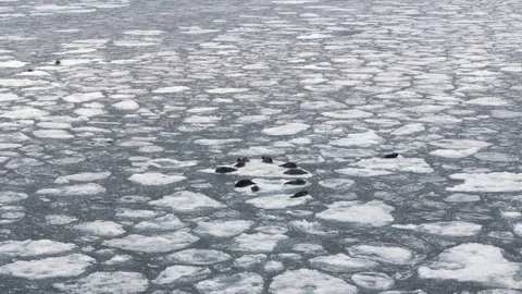 Seals Resting on Ice Surfaces in the Cold Arctic Waters Environment Stock Footage 308775355