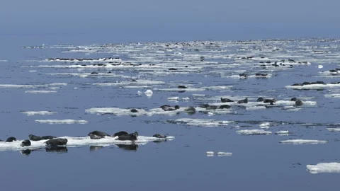 Seals resting on ice, surrounded by water with mirror reflections on Baikal lake Stock Footage 308776974