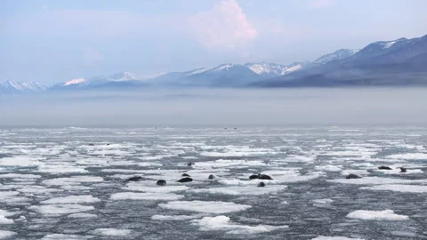 Seals resting on ice, surrounded by water on Baikal lake, mountain on background Stock Footage 308899599