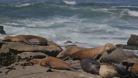 Seals resting with Ocean Waves at La Jolla Cove, Slow Motion Stock Footage 125078995