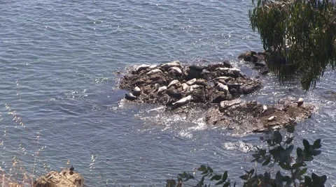 Seal's resting rock 스톡 동영상 41760009