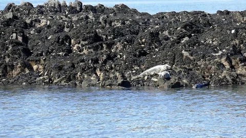 Seals resting on rocks in Scotland Stock Footage 92621098