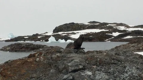 Seals on rock snow coastline in ocean of Antarctica. Stock Footage