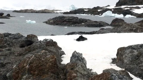 Seals on rock snow coastline in ocean of Antarctica. Stock Footage