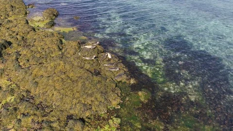 Seals on the Rocks Stock Footage 78701576