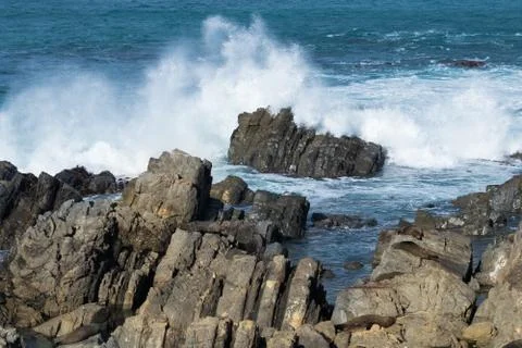 Seals On Rocks Stock Photos
