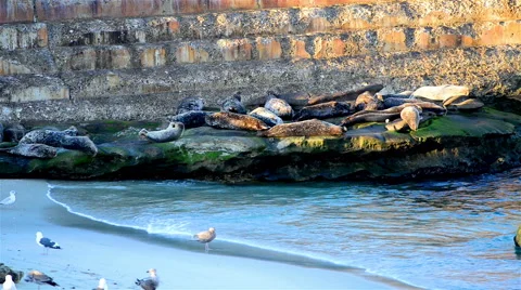 Seals on the rocks to sleep, sunbathe Stock Footage 64338521