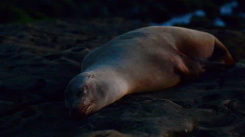 Seals on the rocks to sleep, sunbathe Vidéo 64339104