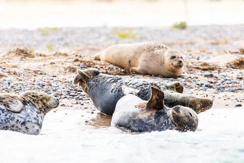 Seals rolling on the beach Stock Photos