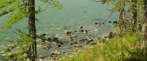 Seals Rookery Common Plan Stock Footage 168220882