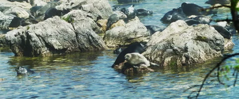 Seals Rookery Medium plan Stock Footage 168172439
