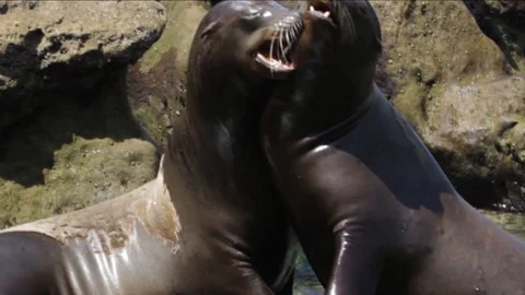 Seals Rubbing Necks Stock Footage 96463115