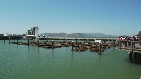 Seals san francisco2 Video stock 1065129