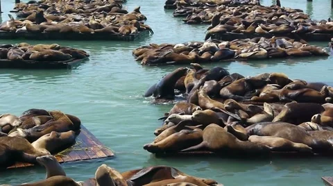 Seals san francisco4 Video stock 1065201