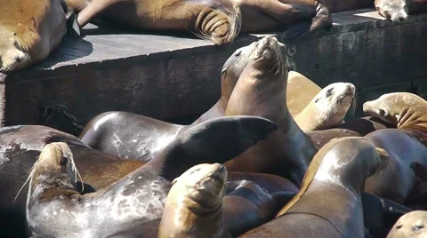 Seals san francisco5 Video stock 1065138