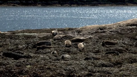 Seals on a Scottish beach 库存影片 346705032