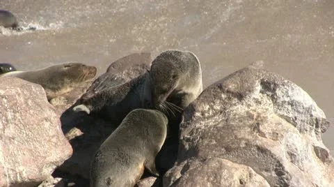 Seals at sea (2) Stock Footage 12147967