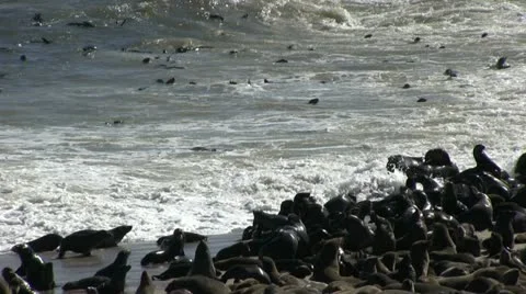 Seals at sea Stock Footage 12147990