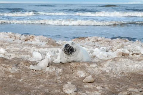 Seals on the seashore Stock Photos