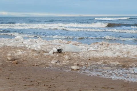 Seals on the seashore Stock Photos