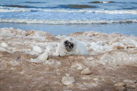 Seals on the seashore Stock Photos