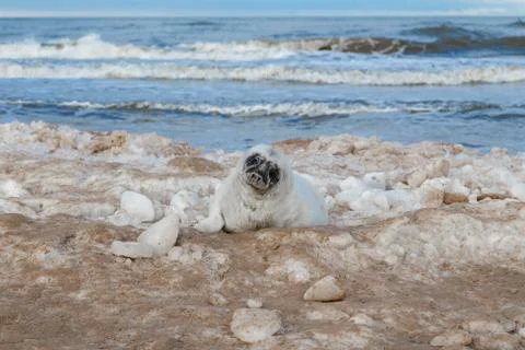 Seals on the seashore Stock Photos