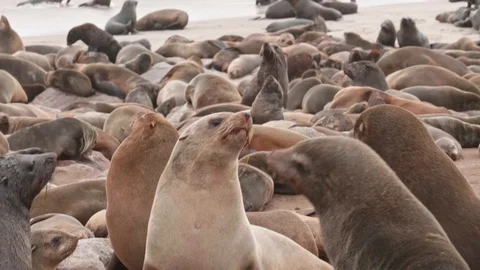Seals singing and doing different things on slow motion Video stock 93751260