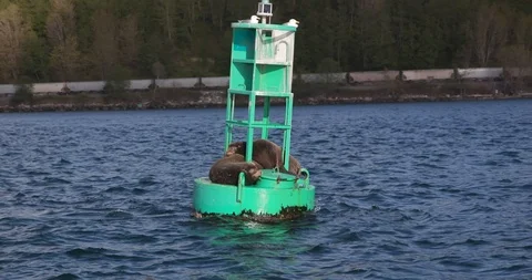Seals sleeping on ocean buoy Stock-Footage 127463892