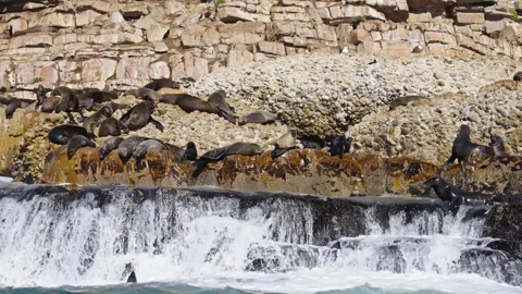 Seals sleeps on the cliffs while other are playing in the sea Vídeo Stock 266066687