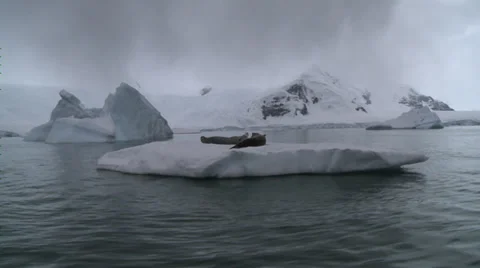 Seals on small berg, Antarctica Stock Footage 34310989