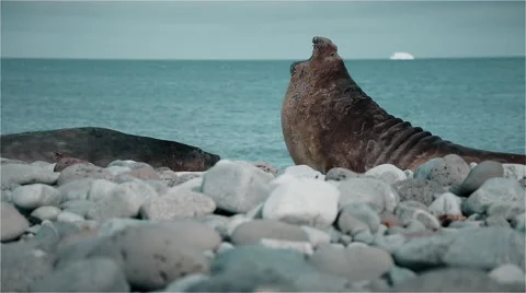Seals snapping Stock Footage 51917976