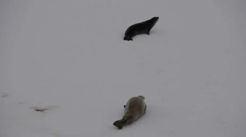 Seals on the snow. Antarctica 스톡 동영상 33622248