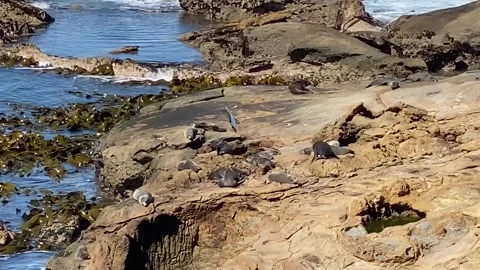 Seals soaking up the sunshine Stock Footage 341876131