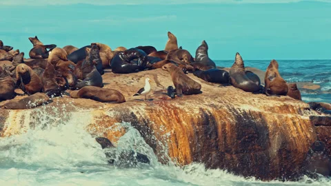 Seals in South Afria Video stock 283547766