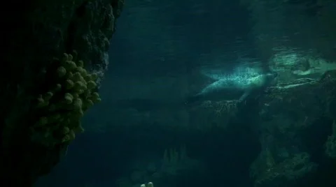 Seals in still ocean Stock-Footage 643725