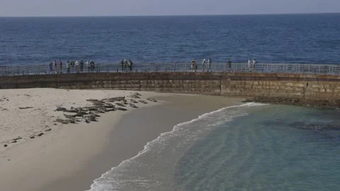 Seals sun bathing in La Jolla Stock Footage 165298197