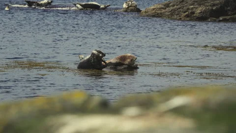 Seals in the sun Stock Footage 134391126