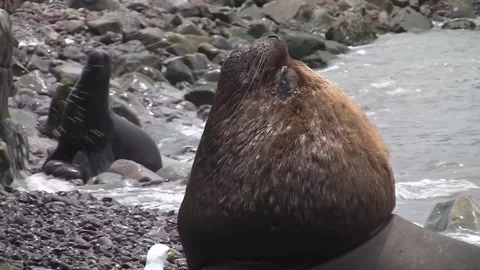 Seals the sun Stock Footage 157684123