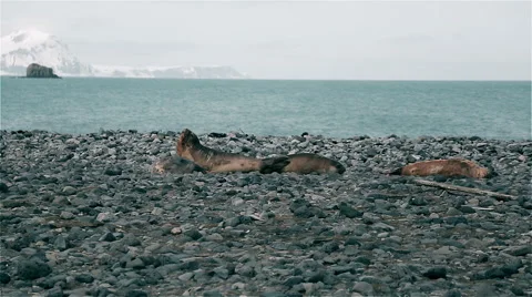 Seals sunbathe on the stone beach Stock Footage 51918401