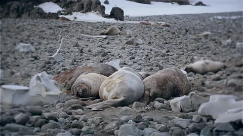 Seals sunbathing Stock Footage 51917749